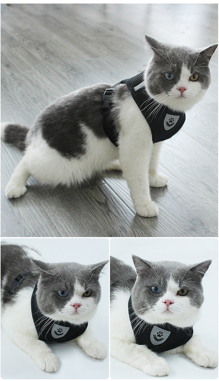 Pets Safety Belt for Cats & Dogs Leash